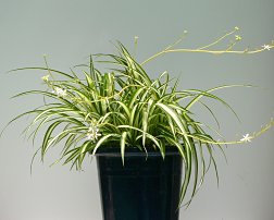 Id