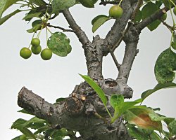 ヒメリンゴ　取り木