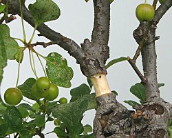 ヒメリンゴ　取り木