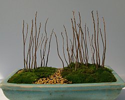 ２００５年３月