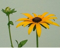 ���h�x�L�A