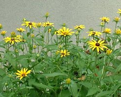 ���h�x�L�A