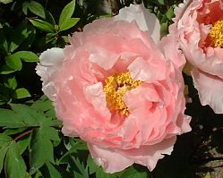 �{�^���@�s���N