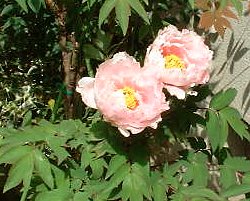 �{�^���@�s���N