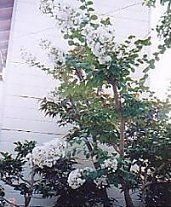 �T���X�x��