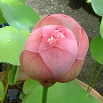 中国蓮 粉松球
