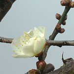 冬至梅 一輪