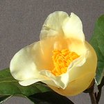 ツバキ 初黄
