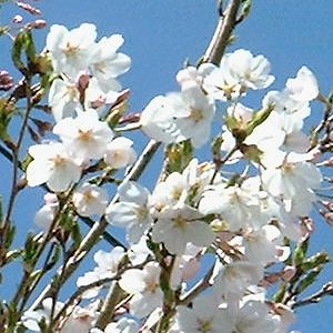 ソメイヨシノ