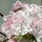 八重桜