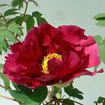ボタン 花大臣