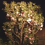 八重桜 地植え