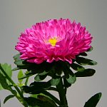 アスター