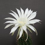 サボテンの花