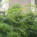 台風6号