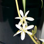 オリヅルラン