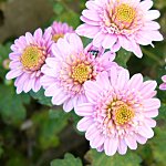 小菊