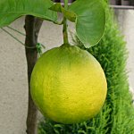 レモン