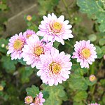 小菊