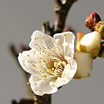 白梅