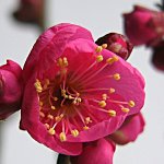 紅梅 大盃