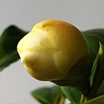 ツバキ 初黄