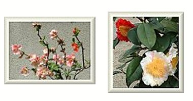 左:ボケ 右:肥後ツバキ