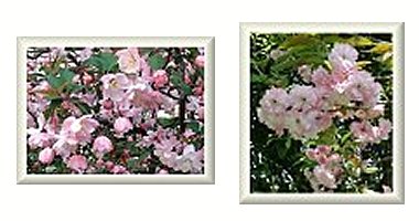 左：カイドウ　右：八重桜