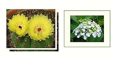 左：サボテンの花　右：ウズアジサイ