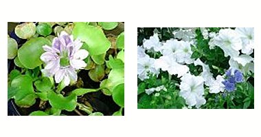 左:ホテイアオイ 右:ペチュニア