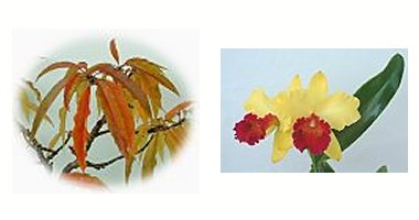左:ハナモモ紅葉 右:カトレア チップマリー