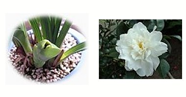 左：シンビジウム　花芽？　右：サザンカ