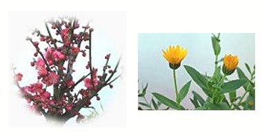 左:紅梅 右:フユシラズ