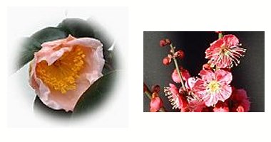 左:ツバキ 右:紅梅