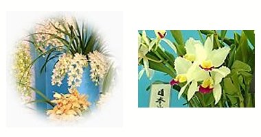 左:洋ラン展にて 右:洋ラン展にて