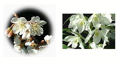 左:サクランボ 花 右:デンドロビウム