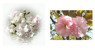 左：八重桜　右：八重桜