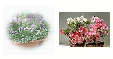 左:寄せ植え 右:アザレア