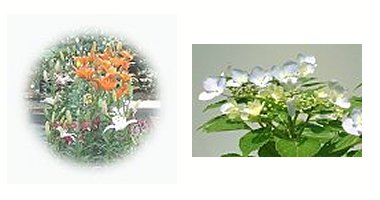 左:花壇のユリ 右:アジサイ ニューバース桂