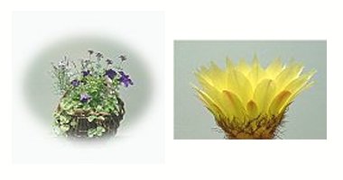 左：寄せ植え　右：サボテンの花