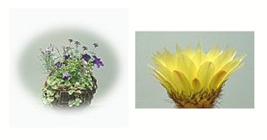 左:寄せ植え 右:サボテンの花