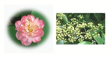 左：粉松球　右：シェフレラの花