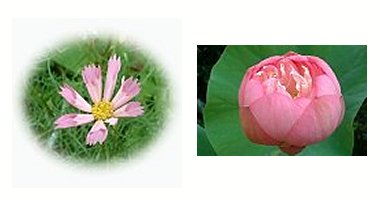 左:コスモス 右:粉松球