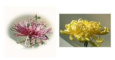 左:大菊 右:大菊