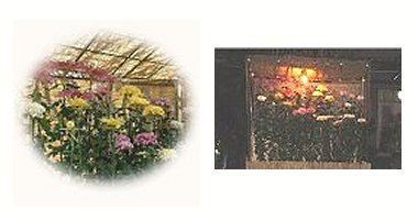 左:我が家の菊花展 右:菊花展 夜景