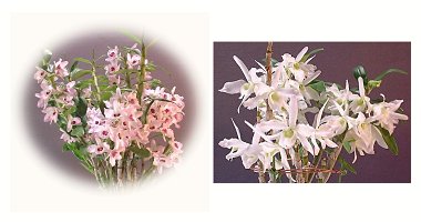 左:デンドロビウム 花 右:デンドロビウム