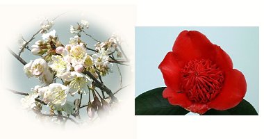 左:サクランボ 花 右:ツバキ 日光