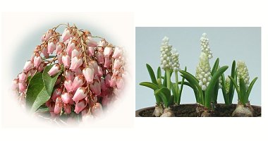 左:赤花アセビ 右:白花ムスカリ