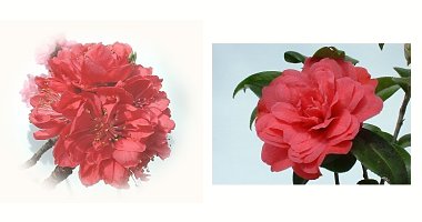 左:ハナモモ 右:ツバキ 加茂紫