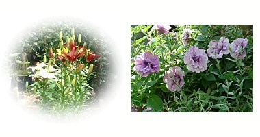 左：ユリ花壇　右：サフィニア　ブルーベイン